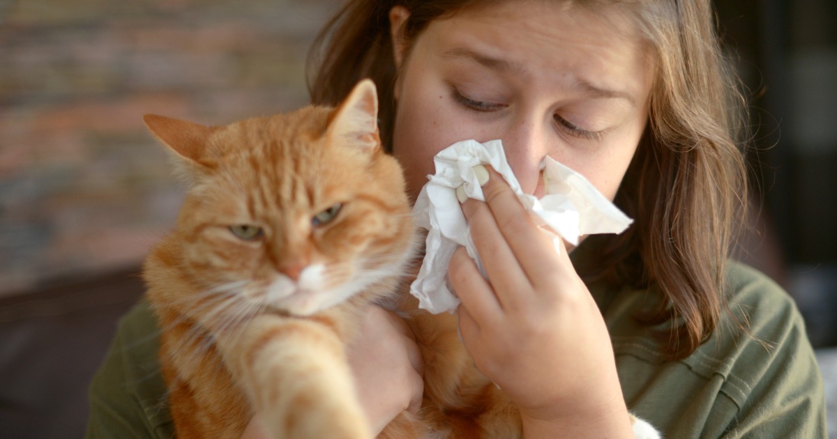 Allergy medicine clearance for cats sneezing